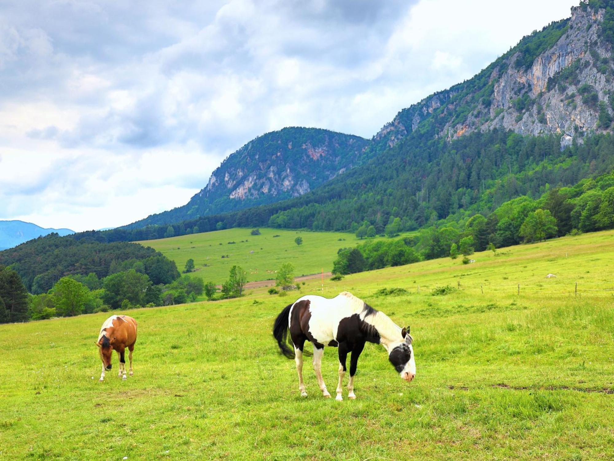 Glamping Hohe Wand - Zelt Mit Sternenfenster Und Whirlpool Otel Maiersdorf Dış mekan fotoğraf